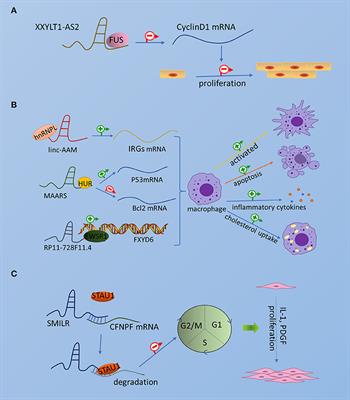 The Combined Regulation of Long Non-coding RNA and RNA-Binding Proteins in Atherosclerosis